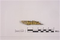 藏品(島衣屬 )的圖片